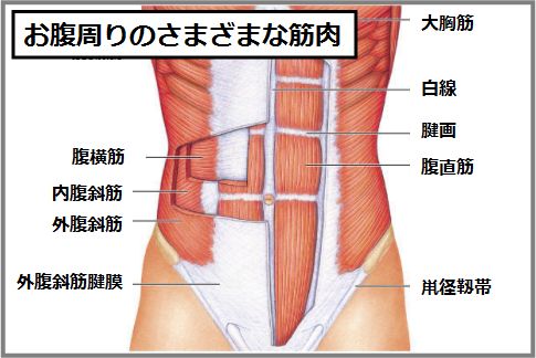 abdominal-muscle
