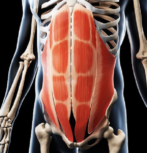 腹筋のインナーマッスルは腹横筋と腹斜筋