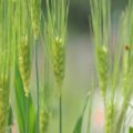 悪玉コレステロールを下げる「大麦」の健康効果