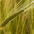 大麦が悪玉コレステロールを下げるメカニズム