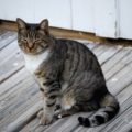 小胸筋が緊張しがちだから日本人には猫背が多い