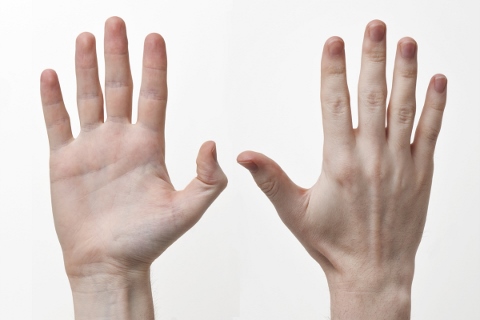 肉食系女子/男子かは薬指の長さで見分けられる
