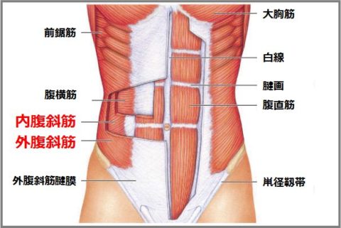 腹斜筋の鍛え方は腹筋を収縮した状態でのひねり