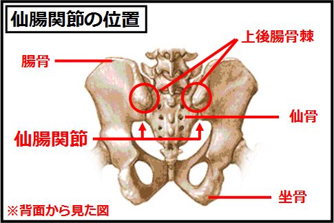 仙腸関節は骨盤後面にある隆起した部分のすぐ下