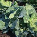 抗酸化作用なら野菜はハウス栽培でなく露地栽培