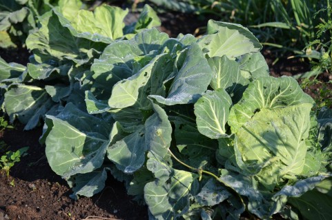 抗酸化作用なら野菜はハウス栽培でなく露地栽培