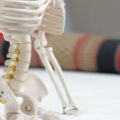 コアトレーニングの必要性を骨格標本で理解する
