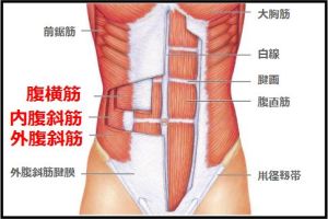 「腹横筋と腹斜筋」が腹筋のインナーマッスル