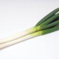 ネギは青い部分に免疫系を活性化する作用がある