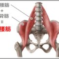 腸腰筋を構成する大腰筋と腸骨筋の働きとは